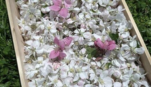 【申込開始🍎40歳～55歳】４月26日（日）　Gon's Farm de婚活　～りんごのお花見と摘花体験～